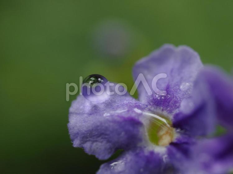 花の上の水滴をマクロ撮影した写真 花,マクロ,しずくの写真素材