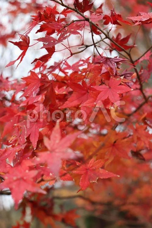 秋の訪れを告げる、鮮やかな紅葉 紅葉,カエデ,秋の写真素材