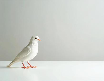 白い小鳥 白い小鳥の写真