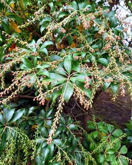 馬酔木のつぼみ 馬酔木,つぼみ,秋の写真素材