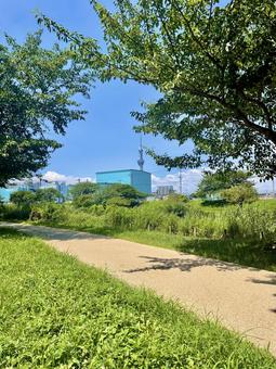 スカイツリーと青い空、緑道 スカイツリー,東京スカイツリー,墨田区の写真素材