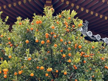 Tachibana tree, JPG