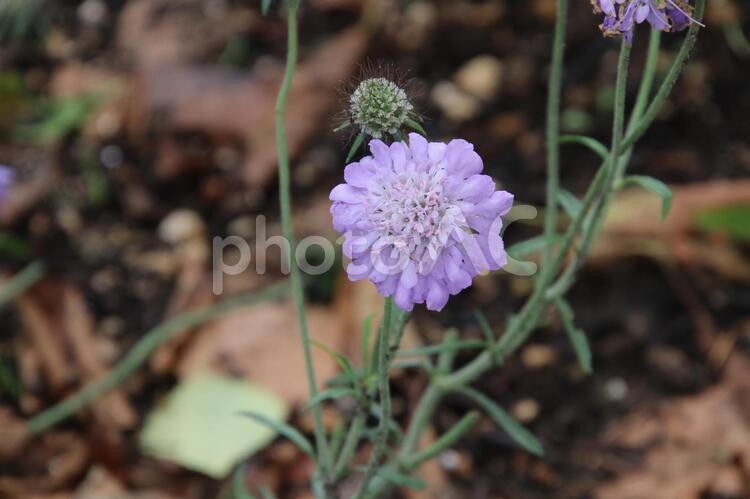 セイヨウマツムシソウの花 セイヨウマツムシソウ,花,華の写真素材