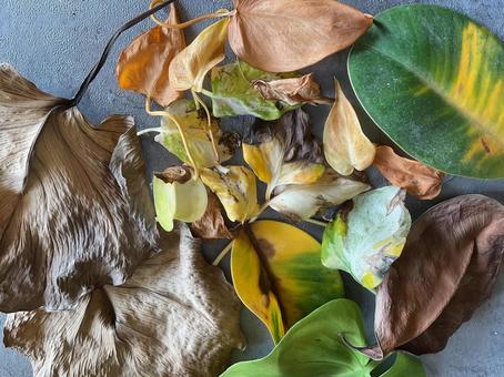 葉っぱ 枯葉,観葉植物,グリーンの写真素材