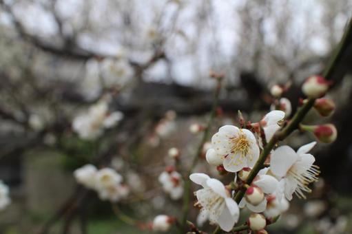 庭の梅花 その2 庭の梅花 その2の写真