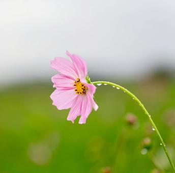 雨上がりのコスモス コスモス,コスモス畑,雫の写真素材