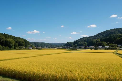 青空の下に広がる実りの田園風景 青空の下に広がる実りの田園風景の写真