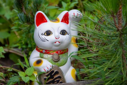 招き猫 招き猫 招き猫,縁結び,幸運の写真素材