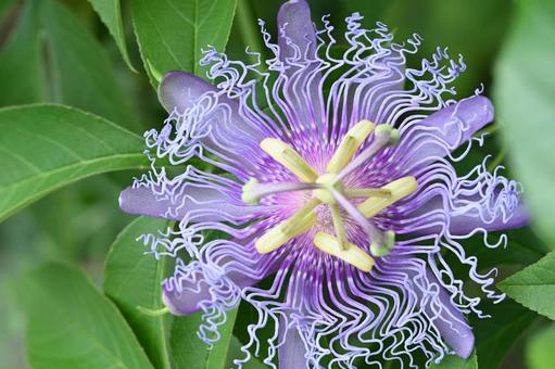 トケイソウ トケイソウの写真