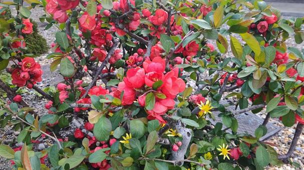 ボケの花 ボケの花の写真