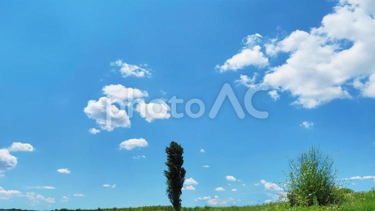 ポプラの木と初夏の空 ポプラの木,木,青空の写真素材