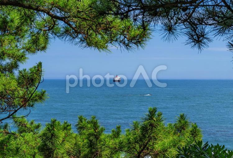 木立からの海の眺め 桂浜,桂浜公園,高知市の写真素材