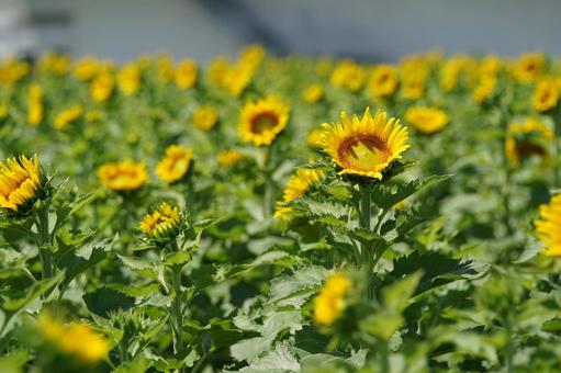 Photo, sunflower, summer, summer flowers, 
