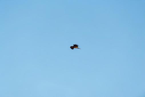 大空を優雅に舞うトビ トビ,猛禽類,野鳥の写真素材