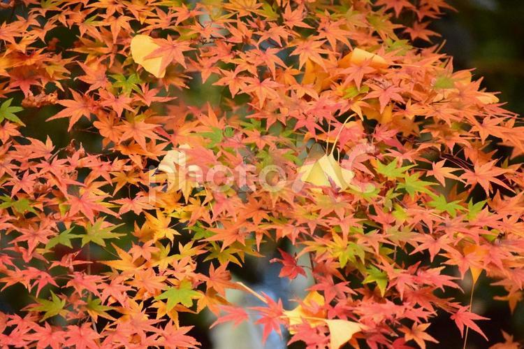 もみじといちょう もみじ,秋,赤の写真素材