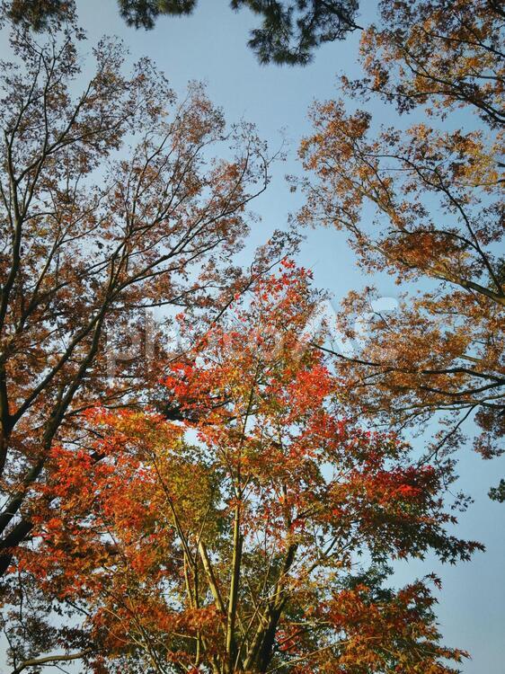 木の下から.14 木,木の下から,植物の写真素材