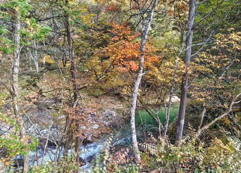 せせらぎ街道⑧ 秋,紅葉,綺麗の写真素材