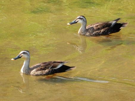 [Bird photo] A pair of mallards, JPG