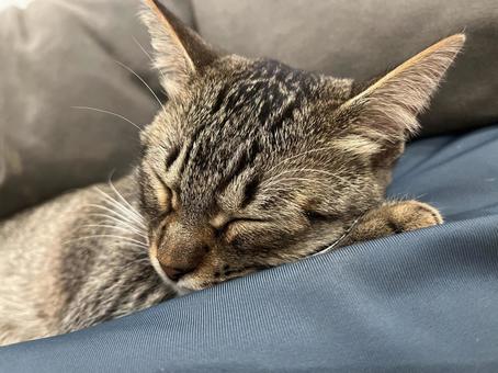 キジトラ お昼寝 アップ写真 キジトラ お昼寝 アップ写真 猫,ネコ,かわいいの写真素材