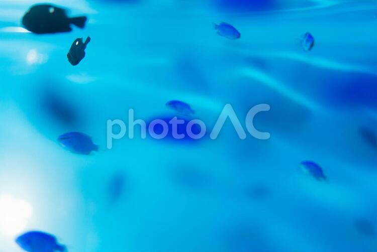 青い揺らぎの水中世界 あお,あつい,うみの写真素材
