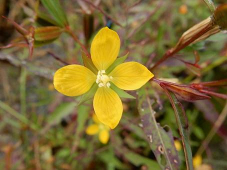 【花の写真】ヒレタゴボウ(鰭田牛蒡) 【花の写真】ヒレタゴボウ(鰭田牛蒡) ヒレタゴボウ,鰭田牛蒡,植物の写真素材