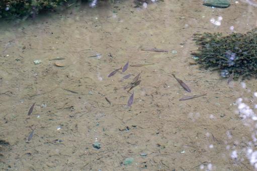 浅瀬を泳ぐ小さな魚たち 浅瀬を泳ぐ小さな魚たち 魚,小魚,水の写真素材
