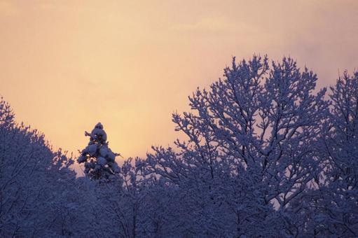冬の朝 冬の朝 朝焼け,マジックアワー,雪の写真素材
