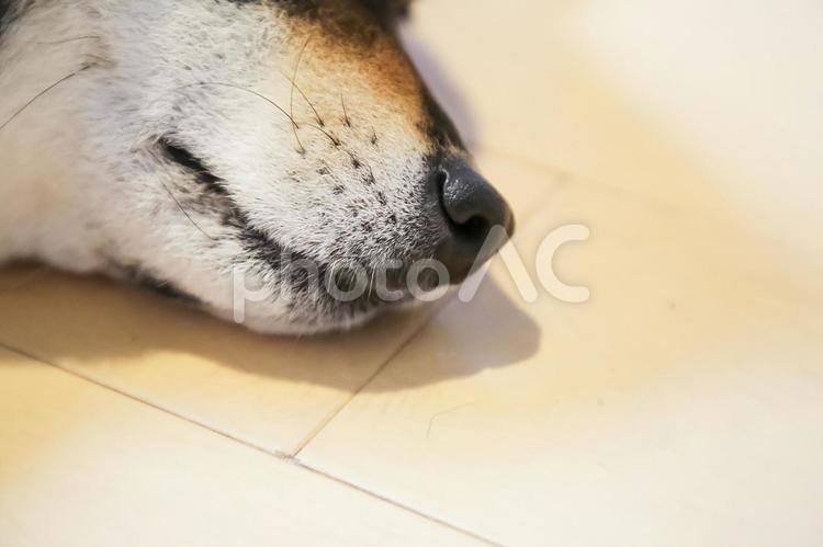 柴犬 鼻,黒色,柴犬の写真素材