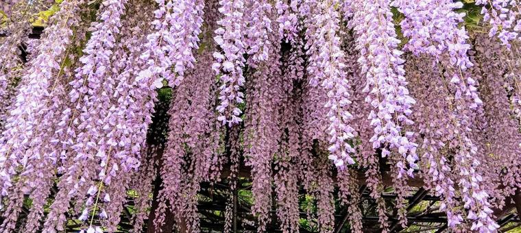 Photo, rattan, fuyu's flower, wisteria trellis, 