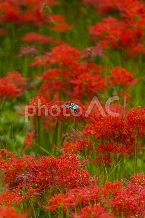 アゲハ蝶と幸手権現堂堤の曼珠沙華 蝶,アゲハ,あげはの写真素材