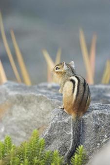シマリス シマリスの写真