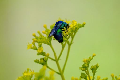 オオセイボウ⒇ オオセイボウ⒇ 蜂,オオセイボウ,宝石蜂の写真素材