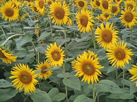 8月のひまわり畑 8月のひまわり畑 ひまわり,ヒマワリ,畑の写真素材