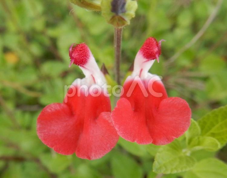 【花の写真】チェリーセージ チェリーセージ,シソ科,花の写真素材
