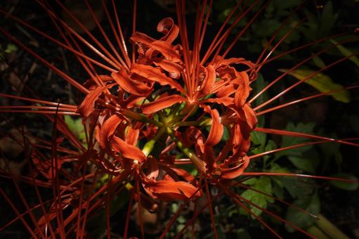 赤のグラデーション、彼岸花の強い生命力 赤のグラデーション、彼岸花の強い生命力 彼岸花,曼珠沙華,花の写真素材