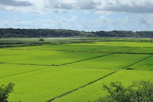 青々と成長した夏の稲 青々と成長した夏の稲 田圃,水田,稲作の写真素材