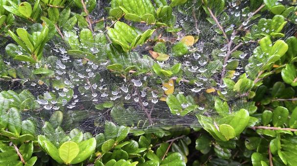 蜘蛛の巣に乗る水滴 蜘蛛の巣に乗る水滴 蜘蛛の巣,水滴,雨水の写真素材