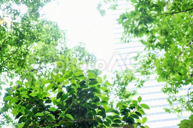 朝陽に透けて見える都会の新緑 新緑,コピースペース,癒しの写真素材