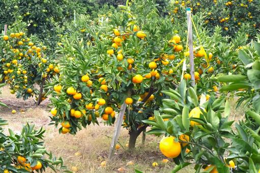 みかん畑　冬の味覚　温州みかん　有田 みかん,冬の味覚,有田みかんの写真素材