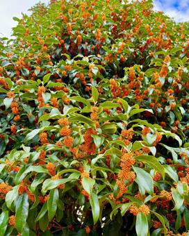 金木犀 7 金木犀 7の写真