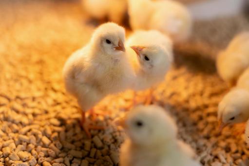 見つめ合う仲睦まじいヒヨコ２羽 ヒヨコ,見つめ合う,2羽の写真素材