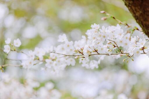 桜の花のアップ｜ボケ背景 桜,ソメイヨシノ,春の写真素材