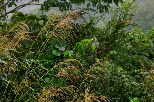 ススキ(27) 植物,ススキ,水滴の写真素材