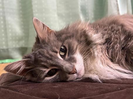 添い寝 添い寝 猫,ねこ,ネコの写真素材