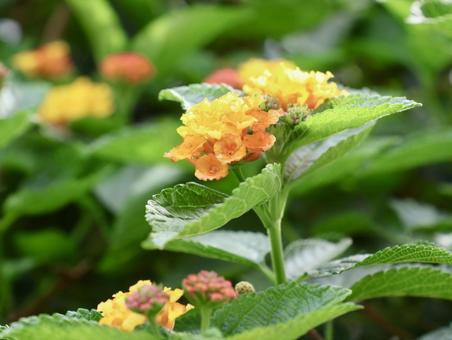 Lantana, JPG Lantana, JPG