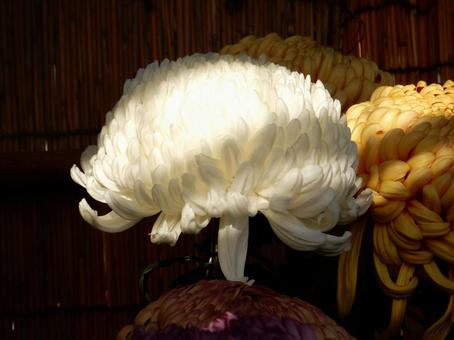 【風景写真】福山菊花展覧会の風景の写真