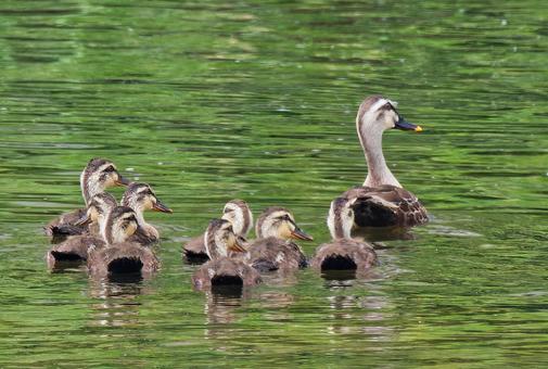 A family of mallards swimming in a stream in summer, JPG A family of mallards swimming in a stream in summer, JPG