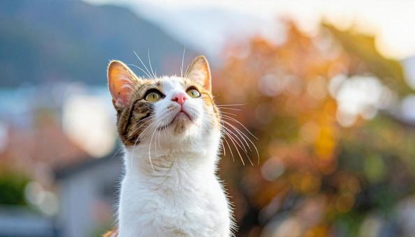 上を見上げる猫 上を見上げる猫の写真