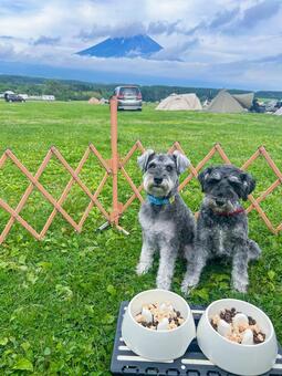 食事前のワンコ 犬,わんこ,犬科の写真素材
