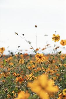Yellow Cosmos, JPG